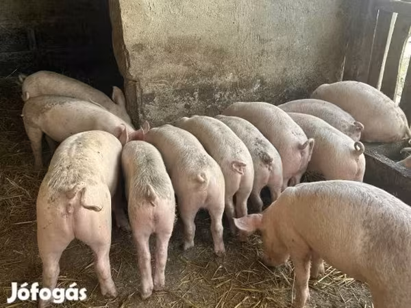 Süldőanya, Sertések — Magyarország