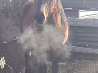 Hing, Mugalzhar horse — 1. fotó