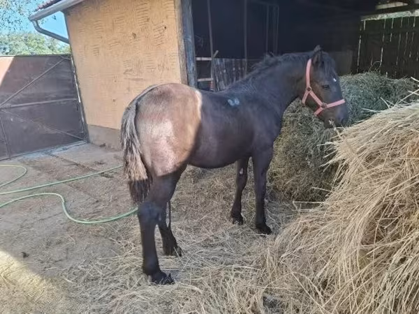 Klisna, Koně — Maďarsko