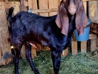 Ziegenbock, Kamori goats — Foto 3