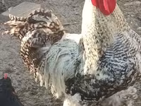 Chickens — फ़ोटो 1