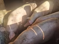 Pigs (batch, sex not specified), Крупная белая — photo 3