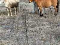 गाय, Russian Black pied cattle — फ़ोटो 3