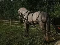 Hing, Lipizzaner — 5. fotó
