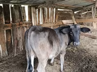 Bika, Swiss cattle — 2. fotó