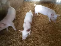 Säue, Schweine — Foto 6