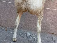 Қошқар, Arashan sheep — 3-сурет