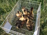 Německý pekin — foto 5