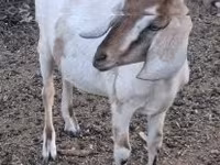 Ziege, Nubian Goat — Foto 1