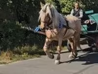 Kanca, Lovak — 1. fotó