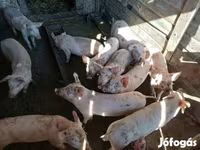 Pigs (batch, sex not specified), Pigs — photo 3