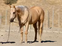 Hing, Quarter Horse — 3. fotó
