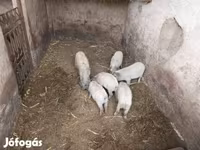 猪（批次，未指定性别）, Мангалица — 照片 2