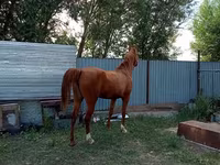 Kanca, Arabian horse — 3. fotó