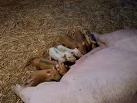 मादा सूअर, सूअर — फ़ोटो 2