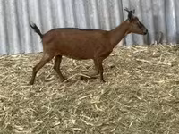 公山羊, Alpine goat — 照片 8