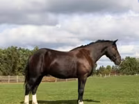 Hing, Percheron — 1. fotó