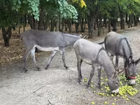 Jument, Chevaux — photo 5