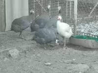 Guinea fowl — 2. fotó