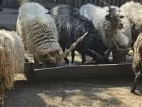 公羊, Racka sheep — 照片 6