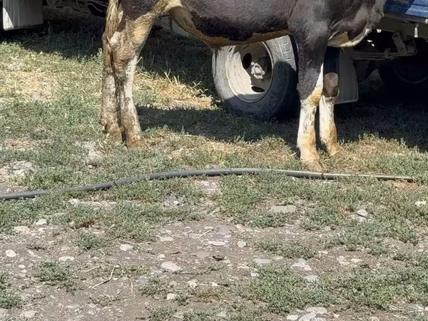 Bull, Cattle