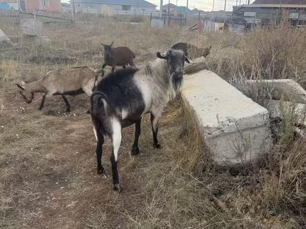 Bak, Alpine goat