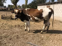 İnək, Simmental cattle — foto 1