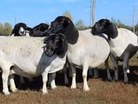 公羊, Dorper sheep — 照片 4