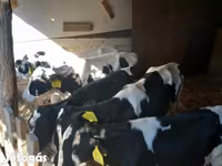 Toro, Russian Black pied cattle — foto 2