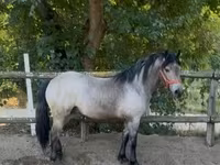 公马, Horses — 照片 2
