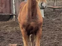 فرس, Thoroughbred horse — الصورة 5