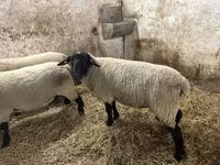 Kos, White Suffolk sheep — 3. fotó