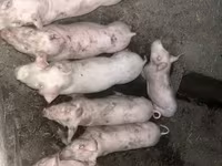 母猪, Pigs — 照片 1