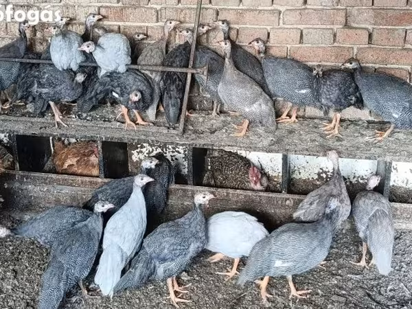 Guinea fowl — Magyarország