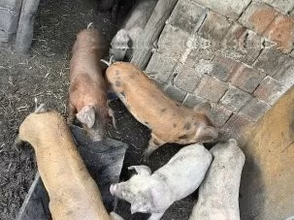 Schweine (Partie, Geschlecht nicht angegeben), Schweine — Ungarn