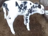 Kuh, Holstein-Rasse — Foto 3