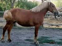 Klisna, Haflinger — foto 5