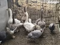 Geese — foto 1