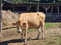 بقرة, Simmental cattle — الصورة 1
