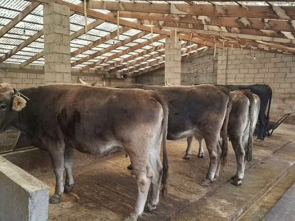 Tehén, Holstein fajta