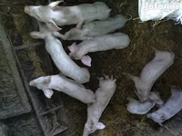 公猪, Pigs — 照片 1