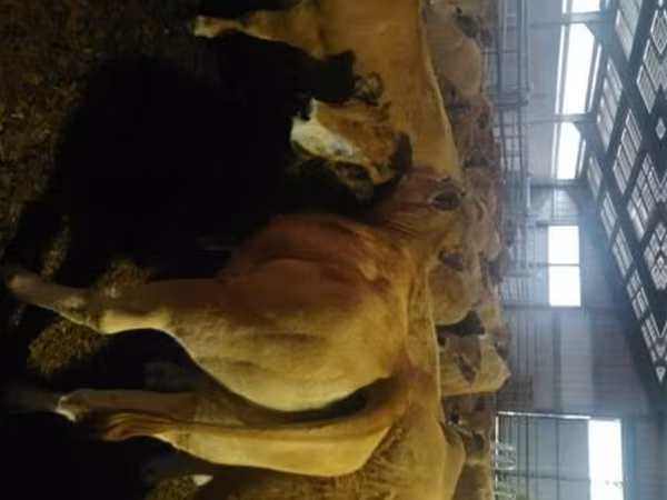 Krava, Aubrac cattle