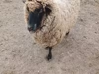 母羊, Sheep — 照片 2