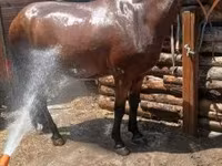 Yegua, Caballos — foto 4