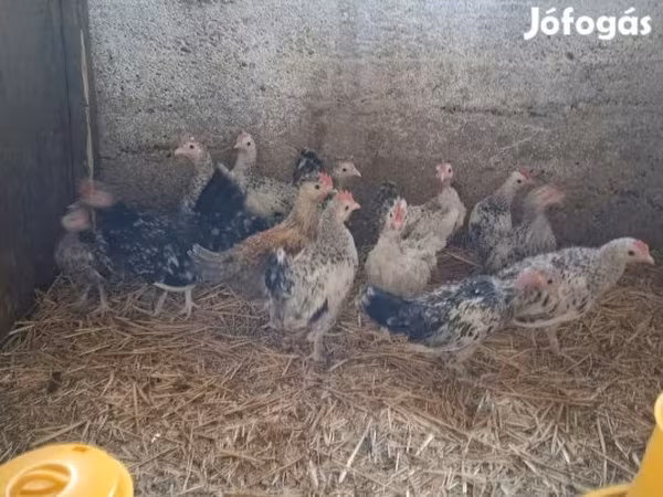 japán bantam