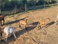 公羊, Cameroon sheep — 照片 3