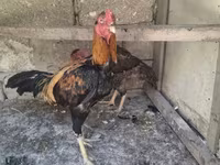 Chickens — الصورة 2
