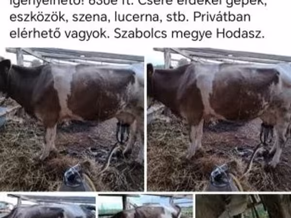 Tehén, Simmental cattle
