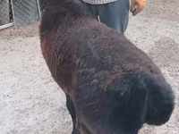 Widder, Tian-Shan semifinewool sheep — Foto 2