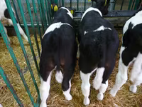 Bovinos (lote, sexo no especificado), Simmental cattle — foto 4